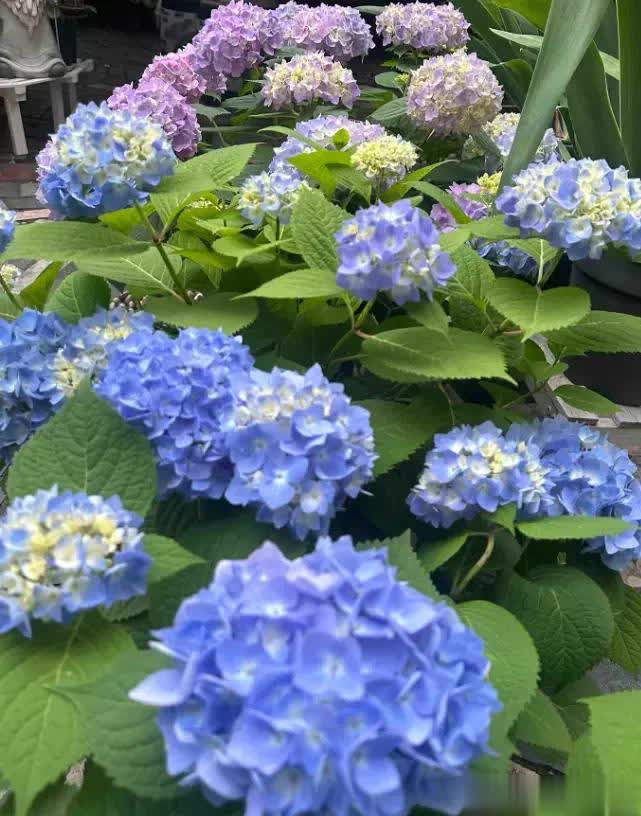 img, span, 没有任何的