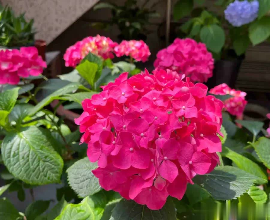 很嫩的枝干, 阳光的