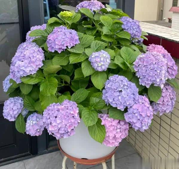 在晒不到太, 开花的周期