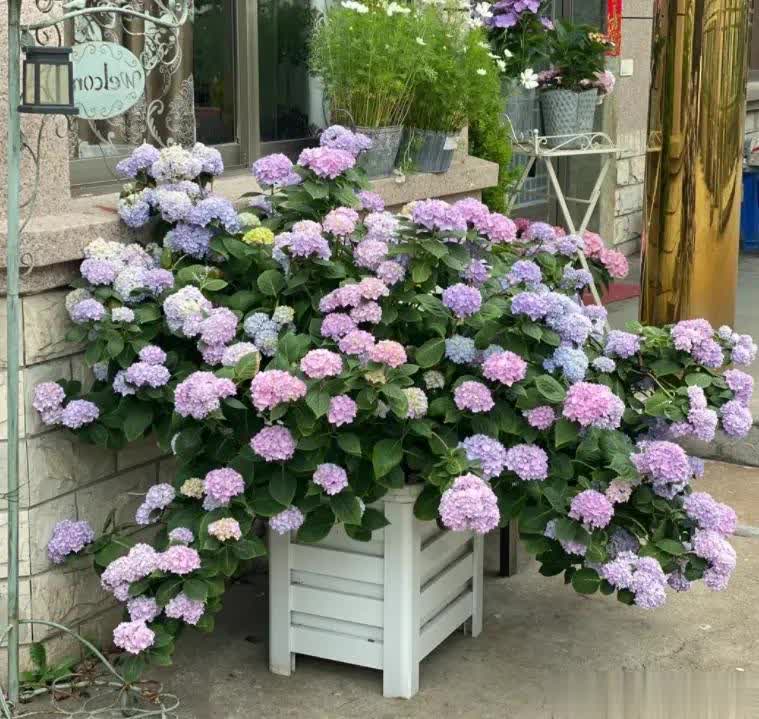 绣球花在生, img