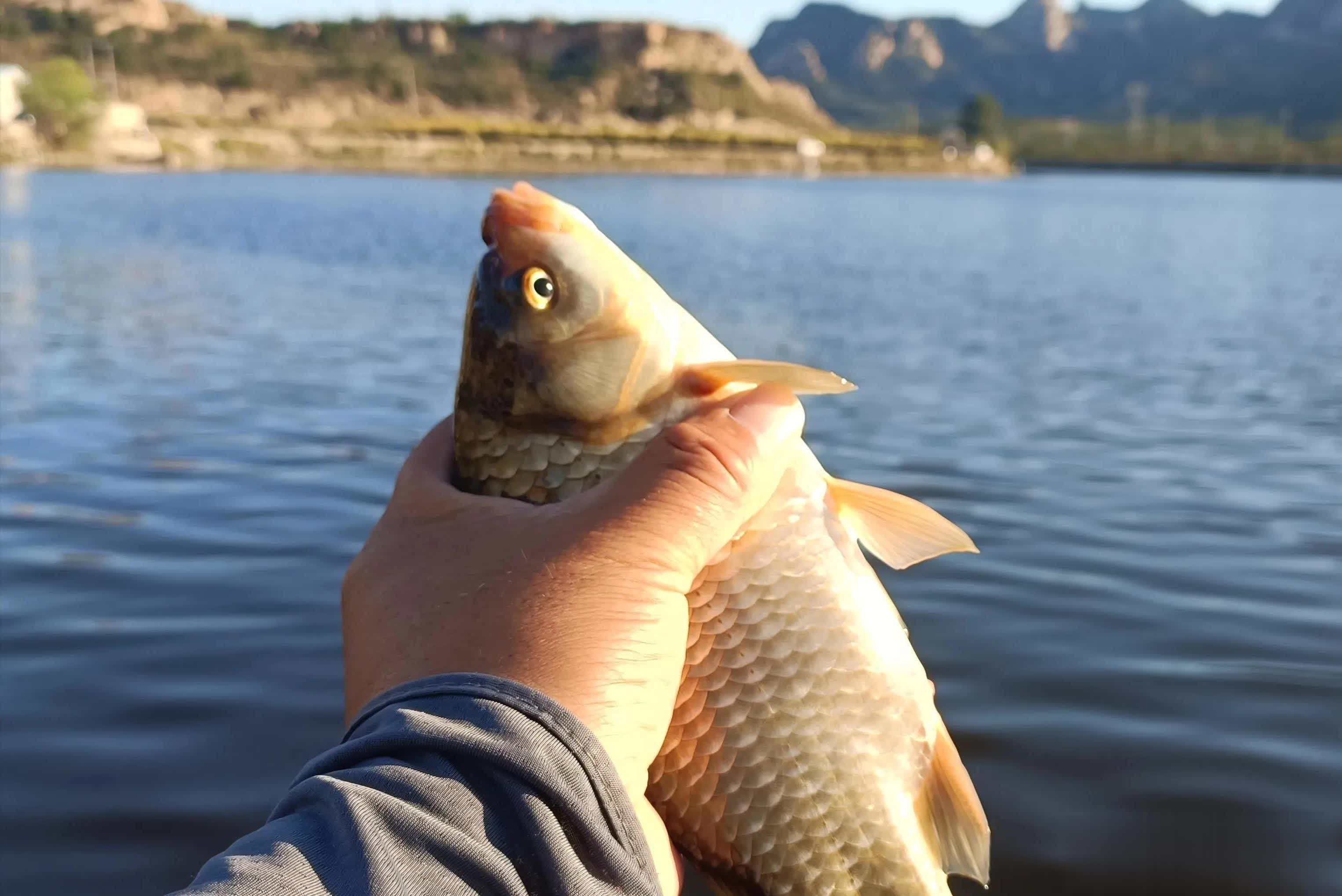 https, 用了就空军, 鲫鱼